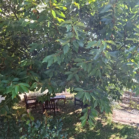 Castellu D'orezza Carcheto